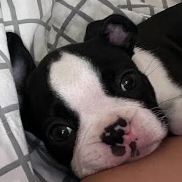 Boston Terrier Puppies from Bethelbreeders