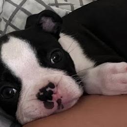 Boston Terrier Puppies from Bethelbreeders