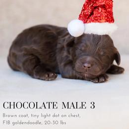 Aussiedoodle and Goldendoodle Puppies from Ever After Doodles Arizona