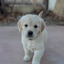Golden Retriever Puppies from Mountain Sky Goldens   https://youtu.be/30SVQesEtig?si=CMjASv_Tza1VKSNt