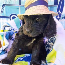 Goldendoodle Puppies from Lundee Doodles