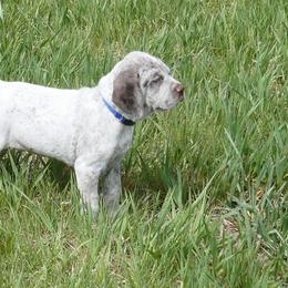 Braque du Bourbonnais Puppies from Rufnit Kennels, LLC