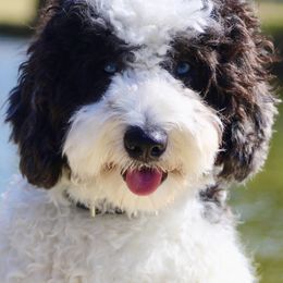 Aussiedoodles and Sheepadoodles from Hey, Dood!