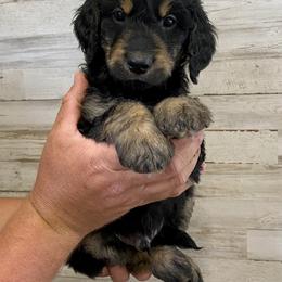 Goldendoodle Puppies from Cane Creek Goldendoodles