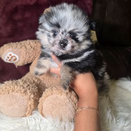 Li Shang - Blue merle male Pomeranian puppy in Smithville, Texas from Lafary Poms