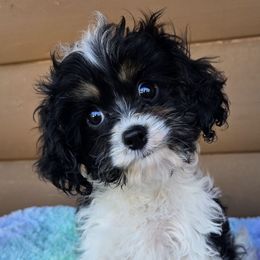 Cassie - Black and white female Cavapoo puppy in Lebanon, Kentucky from Mosaic Merle Doodles