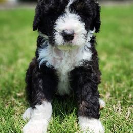 Bernedoodles from Oklahoma Doodles