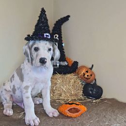 Oogie - Great Dane puppy from Miner's Dynamic Danes