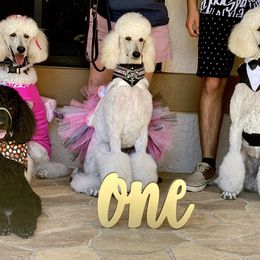 Poodle Puppies from Ocala Standard Poodles