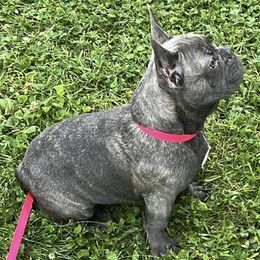 French Bulldogs from Samantha Smethers' Frenchies