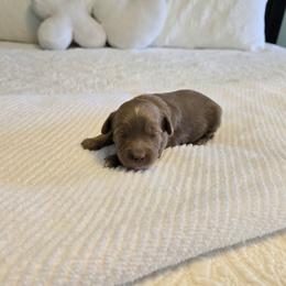 Zuma - Red female Cavapoo puppy in Floyd, Virginia from Hearts and Paws Poodles and Doodles