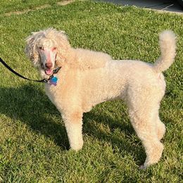 Maltese, Poodle, and Yorkshire Terrier All Grown Up from YorkiesPawsLife