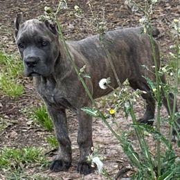 Apple - Gray brindle female Cane Corso puppy in Conroe, Texas from Miracle City