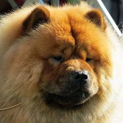 Chow Chow from Rosan Chows