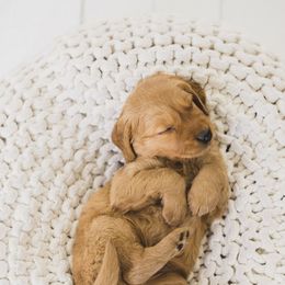 Golden Retriever Puppies from Bright Side Goldens
