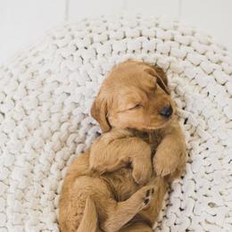 Golden Retriever Puppies from Bright Side Goldens