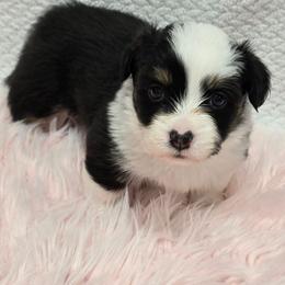 BOH - Black and tan male American Corgi puppy in Walker, Iowa from Double K Corgis