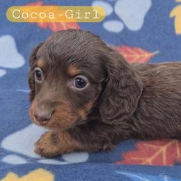 Cocoa - Chocolate and tan female Dachshund puppy in Maynardville, Tennessee from Grecian Kennel