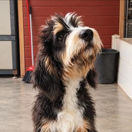 Sweet Pup's Pecan Pie - Tri-color male Bernedoodle puppy in North Zulch, Texas from Sweet Pup Schnauzers