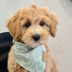 Bernedoodles, Double Doodles, Goldendoodles, and Labradoodles from Delta Doodless