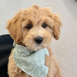Bernedoodles, Double Doodles, Goldendoodles, and Labradoodles from Delta Doodless