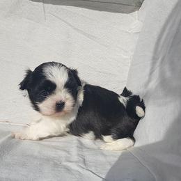 Spottie - Black and white male Shih Tzu puppy in Willard, Utah from Shih-tzu Queen
