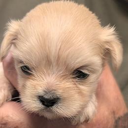 Jenny - Cream female Lhasa Apso puppy in Fort Worth, Texas from Cynthia's Lhasa Apsos