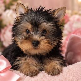 Precious Girl - Blue and gold female Yorkshire Terrier puppy in Stanton, California from Essence of Grace Yorkies