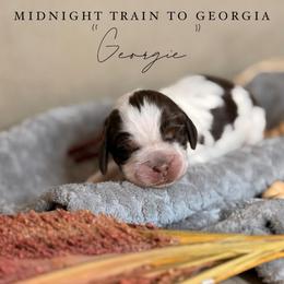 Georgie - Tri-Roan female English Springer Spaniel puppy in Brownsville, Texas from South Texas Springers