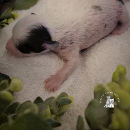 Chinese Crested Puppies from Crestie Charm Cottage