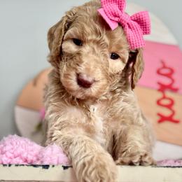 Light Pink - Cream female Goldendoodle puppy in Hesperia, Michigan from Red Acres Poodles & Doodles