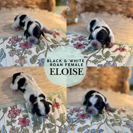 Eloise - Blue roan female Cockapoo puppy in Lafayette, Louisiana from Kinkade Kennels