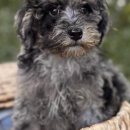 Indie - Blue merle male Bernedoodle puppy in Vacaville, California from Starlight Goldendoodles