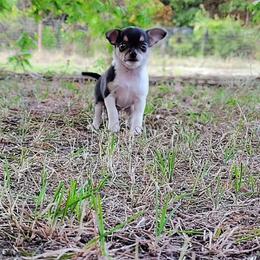 Finn - Black and tan male Chihuahua puppy in Weatherford, Texas from Small and Mighty Chihuahuas
