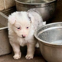 Phoenix - Blue merle female Border Collie puppy in Mckinney, Texas from Border Collies of Ruidoso