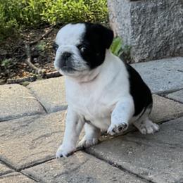 Pug Puppies from Pug Envy