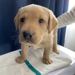 Boy 2 - Labrador Retriever puppy in Dover Plains, New York from Clearmountain Retrievers