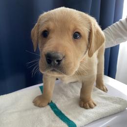 Boy 2 - Labrador Retriever puppy in Dover Plains, New York from Clearmountain Retrievers