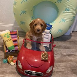 Australian Labradoodle Puppies from Little Kingdom Doodles