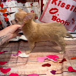 Isaiah - Chocolate blue male Chihuahua puppy in Palmyra, Indiana from Country Star Chihuahuas