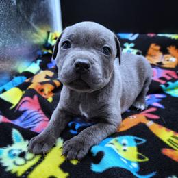 Gosling - Blue male Staffordshire Bull Terrier puppy in Dallas, Texas from Wild Blue Staffords