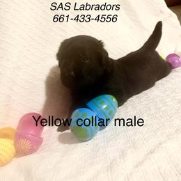 Male 2 - Black male Labrador Retriever puppy in Wittmann, Arizona from AM Labradors