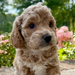 Sandy - Cream female Cavapoo puppy in Newville, Alabama from Southeast cavapoos