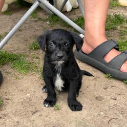 Batman - Black and white male Xoloitzcuintli puppy in Manitowoc, Wisconsin from Wonderland Kennel
