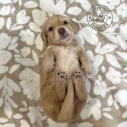 Dachshund Puppies from Dogwood Doxies