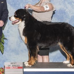 Paisley  - Bernese Mountain Dog
