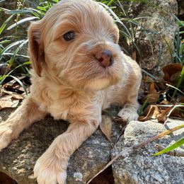 Pepper - Buff female Cockapoo puppy in Williamston, South Carolina from Sassy Bob’s Dogs