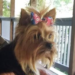 Rosey - Yorkshire Terrier