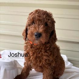 Joshua - Red  male Poodle puppy in Vilonia, Arkansas from Donna’s Pretty Poodles