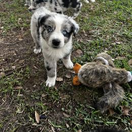 Boy 4 - Blue merle male Australian Shepherd puppy in Lakeland, Florida from Infinite Aussies